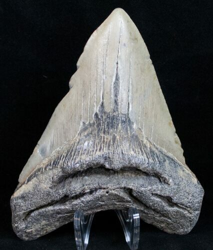 Bargain Megalodon Tooth - North Carolina #11029